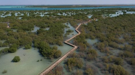 Manqrov meşələrində oksigen azalır: Alimlərdən ciddi nəticələr barədə xəbərdarlıq