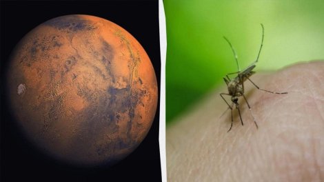 Həyat Marsda: NASA-nın şəkillərində arı və sürünən izi aşkarlandı