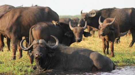 Camış və bizon: Bu 1000 kiloqramlıq nəhənglər arasındakı fərq nədir?