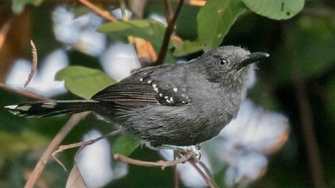 Əslində onlar bir deyil, beşdir: Alimlər Amazon quşları barədə sensasion kəşf etdi