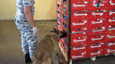 "Kahı" yükünün içərisində 56 kq marixuana aşkarlandı