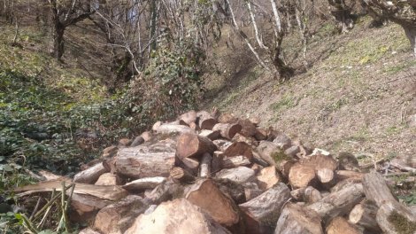 Təbiətə 6 min manata yaxın ziyan vuruldu - Saxlanılan var