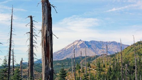 Vulkanın yandırdığı torpaq təcrübədən sonra canlandı: 40 mindən çox bitki bitir
