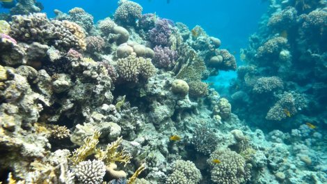 Kraterdə vulkanda 2000 illik "canavar" tapıldı: Dünya rekordlarından üç dəfə böyükdür