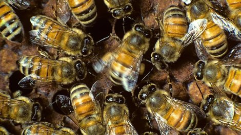 Alimlər arı yuvasının içinə baxdılar - Gördüklərinə heyran qaldılar