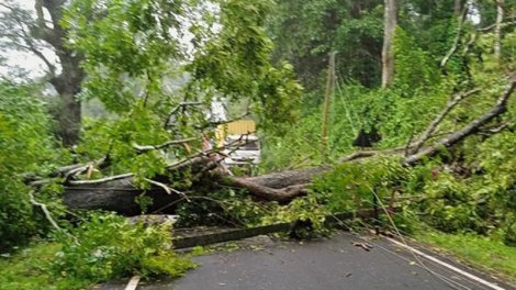 
Paytaxtda ağac aşdı, yol bağlandı