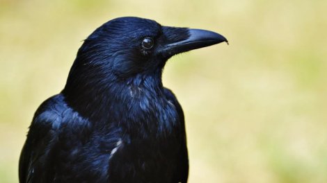 Alimlər: Qarğalar çox çətin zəka testində meymunları üstələyir