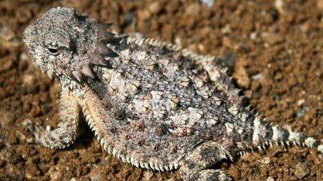 Qanla yırtıcıları qorxudur: Buynuzlu kərtənkələ gözlərindən qan püskürür