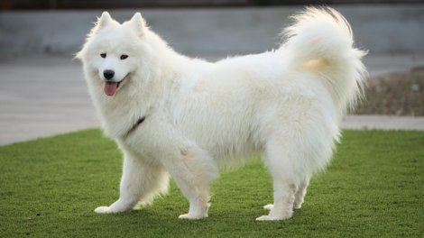 Bəzi itlərdə musiqi qabiliyyəti kəşf edildi: Səslərini melodiyaya uyğunlaşdırırlar