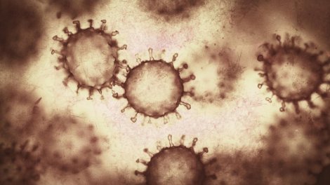 Viruslar bir-birinin "danışıqlarını eşidir", bəzən isə yalan danışırlar: Bu, niyə baş verir?