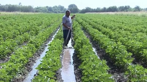 İntensiv yağışlar aqrar sektorda məhsuldarlığa necə təsir edəcək?