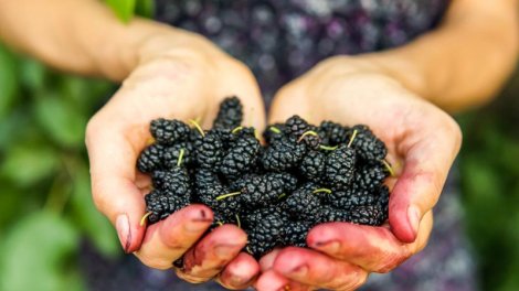 Ürək üçün faydalı olan, amma çoxlarının fərq etmədiyi giləmeyvə