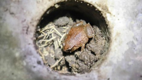 Tropik meşədə 30 kiçik beton "mənzil" peyda olub: Orada nadir heyvanlar var