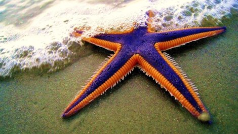 Okeanda beş ətrafı olan və başsız qəribə canlılar yaşayır: Haqqında nə məlumdur