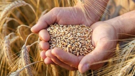 Bu il ölkəmizdə neçə hektar sahədə taxıl əkilib? - Rəsmi açıqlama