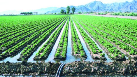 Aqrar sektorda "yağış sınağı"