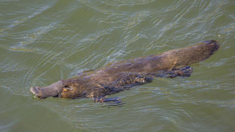 Yumurta qoyan, südünü "tər kimi ifraz edən" və gözlərini bağlayaraq ovlanan məməli