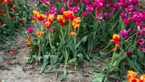 Gözəl kadr axtaranların mədəniyyətsizliyi...