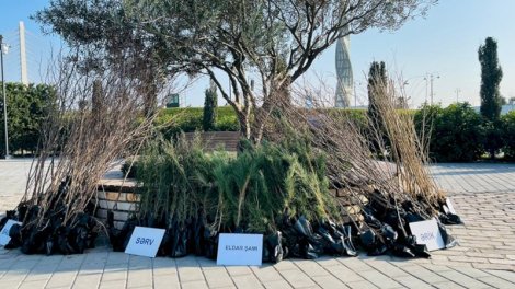 Ağac tingləri niyə fantastik dərəcədə bahadır?