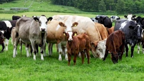 Azərbaycan mal-qara idxalını kəskin azaldıb