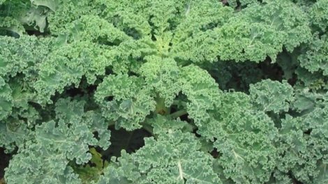 Bu tərəvəz müharibə vaxtı yaponları aclıqdan xilas etdi: İndi superqida hesab olunur