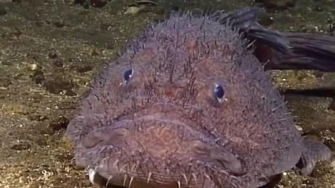 Okeanın ən qorxulu balıqlarından biri gözlənilməz şəkildə təkamül edib