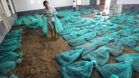 Qadın zəhərli ilanların yetişdirilməsindən ildə 150 min dollar qazanır