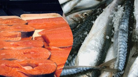 Qızılbalıq, yoxsa skumbriya: Fərq nədir və hansı balıq daha faydalıdır?