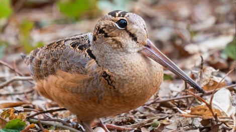 Meşələrdə özünü əla hiss edir: Planetdə ən yavaş hansı quşdur?