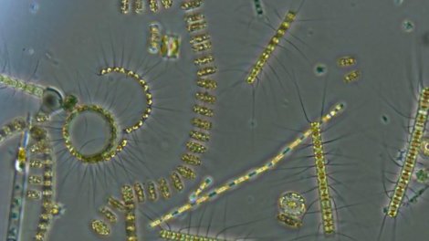 Alimlər 445 milyon illik daşı parçaladı - İnanılmaz tapıntı