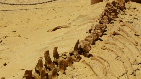 Sahrada nəhəng dinozavr aşkar edildi: Digərlərinə heç bənzəmir