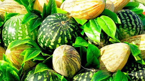 İndidən satılan qarpız-yemişlə gələn TƏHLÜKƏ