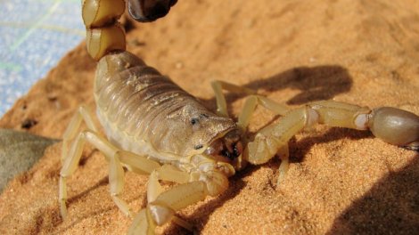 Əqrəblər öz iynə və pəncələrini gücləndirmək üçün &ldquo;dəmirçi&rdquo; kimi davranır: Bu necə işləyir?