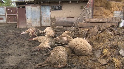 Şəkidə canavarlar qoyun-quzunu parçaladı - FOTO
