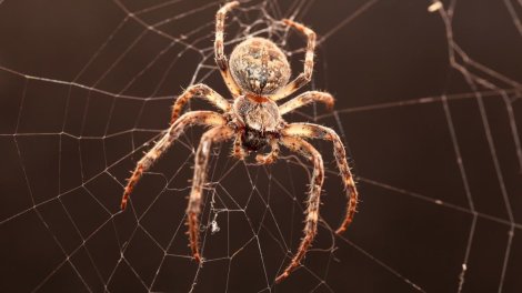 Dünyada ən geniş yayılmış hörümçək hansıdır?