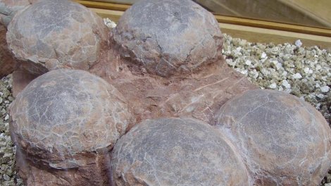 Fransada 100-dən çox bütöv dinozavr yumurtası tapıldı: Onlar ora necə düşüb?