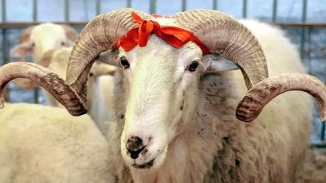 Hansı heyvanlardan qurban kəsilə bilər? – Din xadimindən açıqlama