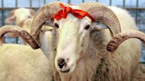 Qurban əti necə bölüşdürülməlidir? &ndash; İlahiyyatçı AÇIQLADI