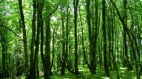 İşğaldan azad olunmuş ərazilərdə yeni milli parklar yaradılacaq