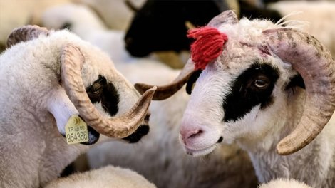 Qurban bayramı ərəfəsində ətin qiyməti niyə qalxır?