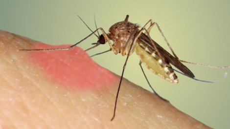 İndi də ağcaqanaqlar virus yayır?
