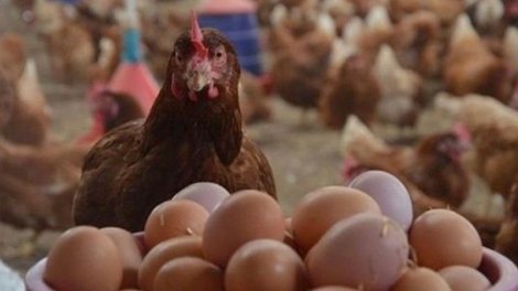 Azərbaycanda yumurta kəskin ucuzlaşdı - Səbəb açıqlandı
