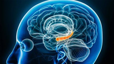 Travmanın beyindəki hormonal şifrəsi açıldı