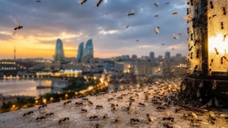 Bakını bürüyən qanadlı qarışqalar təhlükəlidir?