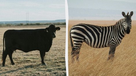 Alimlər inəkləri zebra kimi rəngləyərək milçəklərdən qorumağa çalışdı - Təcrübənin nəticələri