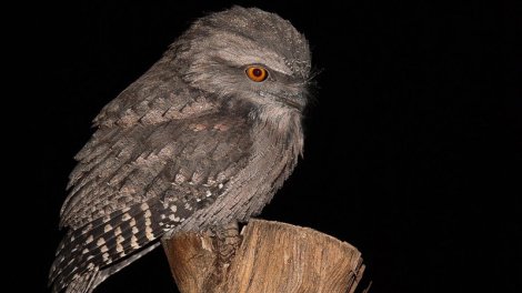 Narazı görkəmi var və kamuflyaj ustasıdır - Qəribə quş