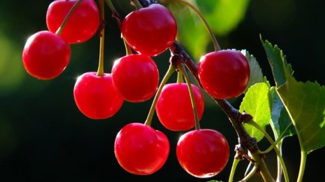 Albalı təbii melatonin ehtiva edir: Bir stəkan şirə yuxusuzluğa necə kömək edə bilər?