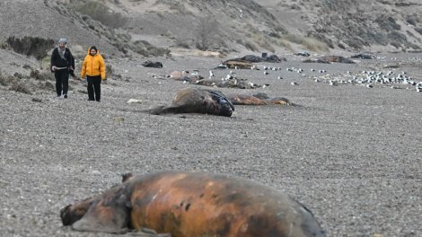 Argentinada yüzlərlə balina balası müəmmalı infeksiyadan tələf oldu