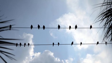 Sərçələri elektrik vurmur, leyləklər isə niyə naqillərdə tələf olur?