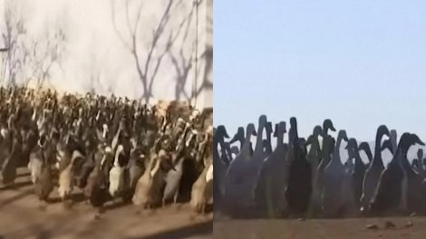 Cənubi Afrikada 800 ördək hər səhər "işə çıxır" - Onların vəzifəsi nədir?